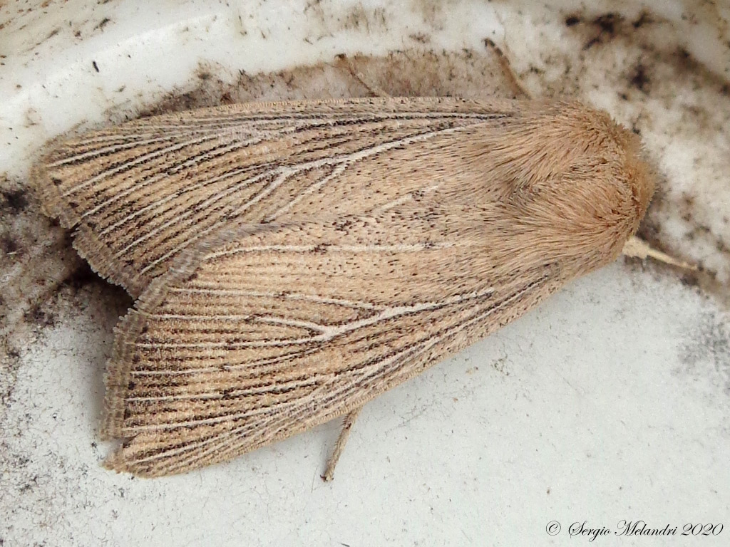 Noctuidae da ID: Leucania (Leucania) obsoleta